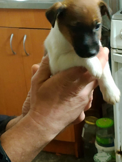 Цуценята гладкошерстого фокстер’єра Белая Церковь - изображение 6