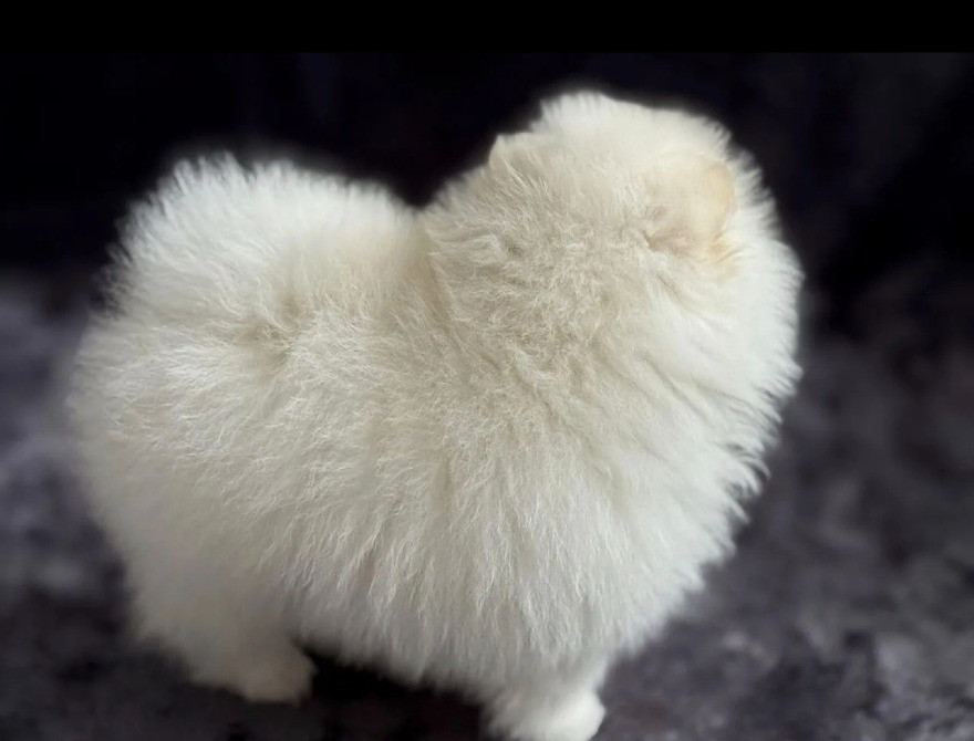 Шпіц міні щеня Вінниця - зображення 2