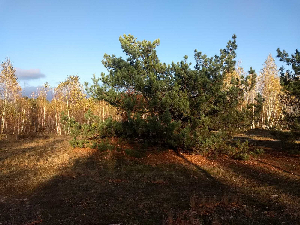 Земельный участок под садоводчество и постройку дома 12 соток в с. Дружня, Бородянского района Бородянка - зображення 6