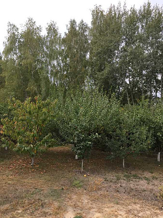 продажа участок под жилую застройку Васильковский, Васильков, 36000 $ Васильків - зображення 1