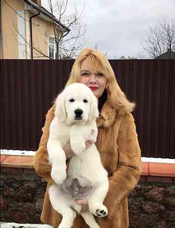 Цуценята золотистого ретрівера Ot Bahur Київ