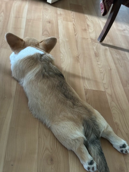 Цуценя Київ - зображення 7