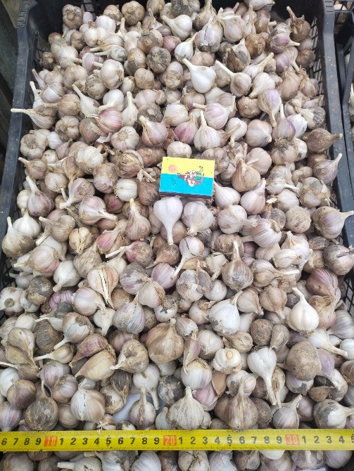 Продам часник Чернігів - зображення 3