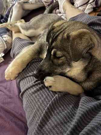 Віддаємо в добрі руки метис хаскі Нежин