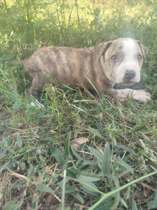 Щенки Американского питбультерьер Дніпро - зображення 2