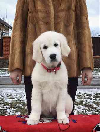 Цуценята золотистого ретрівера Ot Bahur Київ