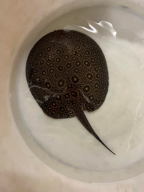 Super red arowana fish and stingray fish for sale Вінниця - зображення 3