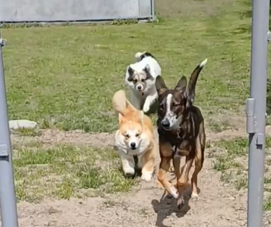 Готель ПЕС для собак - перетримка тварин в Києві, зооготель Киев - изображение 3