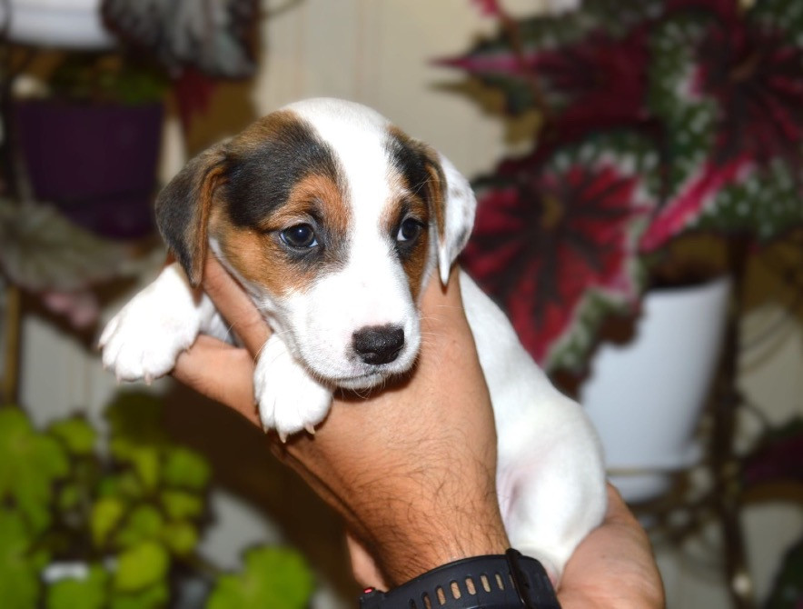 Цуценята Джек Рассел терʼєр! Готові до переїзду! Червоноград - зображення 6