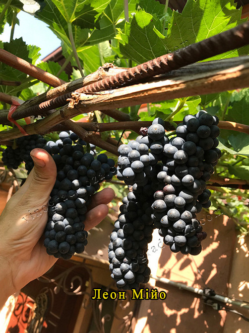 Виноград для соку та вина (саджанці технічних сортів) Харків - зображення 3