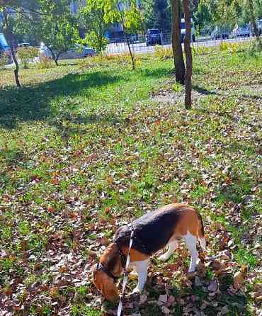 Бігль 4роки. Тяжко хворий військовий прилаштовує (втратив зір) Київ