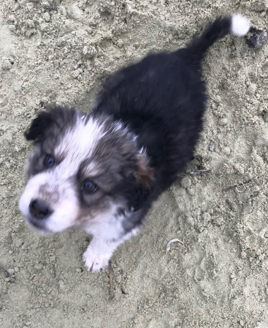 Цуценя Мукачево - изображение 3