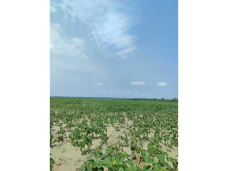 продажа земля сельскохозяйственного назначения Бородянский, Озера, 13082028 грн.  - зображення 9