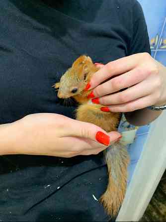 Білочки руді. Соціально адаптовані Киев