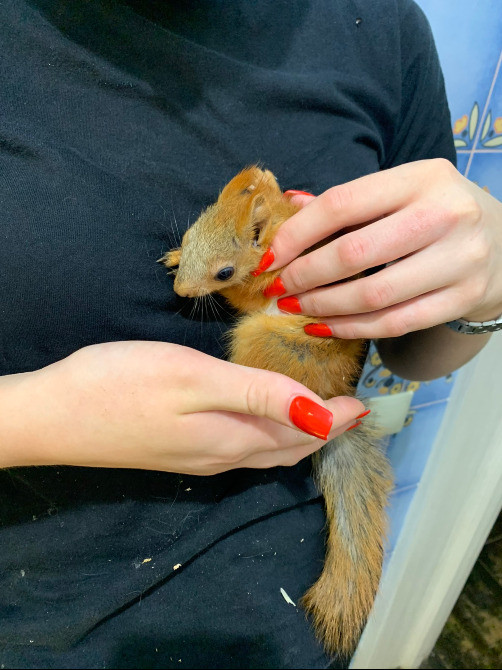 Білочки руді. Соціально адаптовані Киев - изображение 2