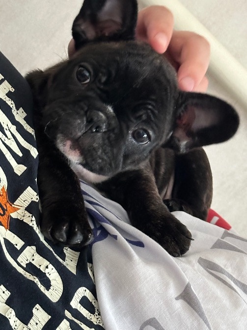 Терміново Французький Бульдог Вінниця - зображення 1