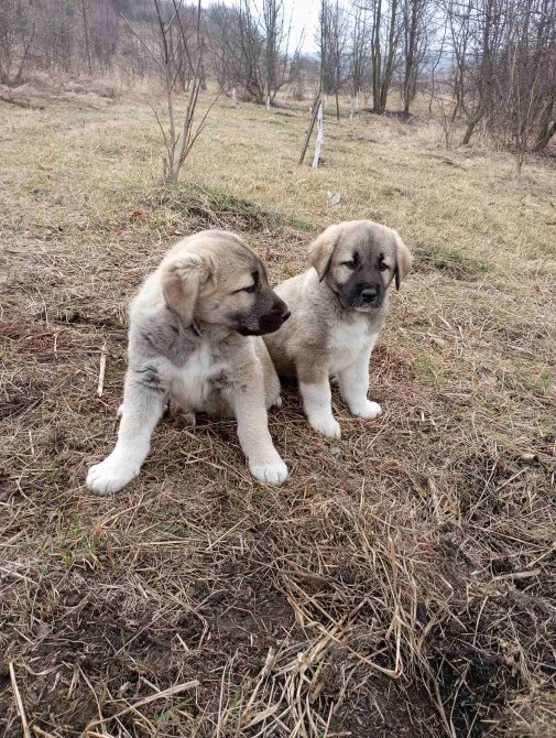 Кангал Обухов - изображение 4