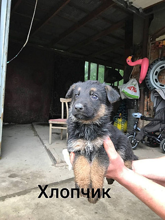 Продам цуценят німецької вівчарки Ивано-Франковск - изображение 7
