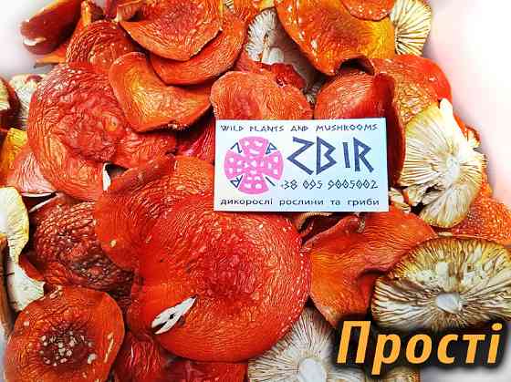 Мухомор ЧЕРВОНИЙ (Amanita Muscaria), сушені капелюшки. Сезон 2025. Полтава