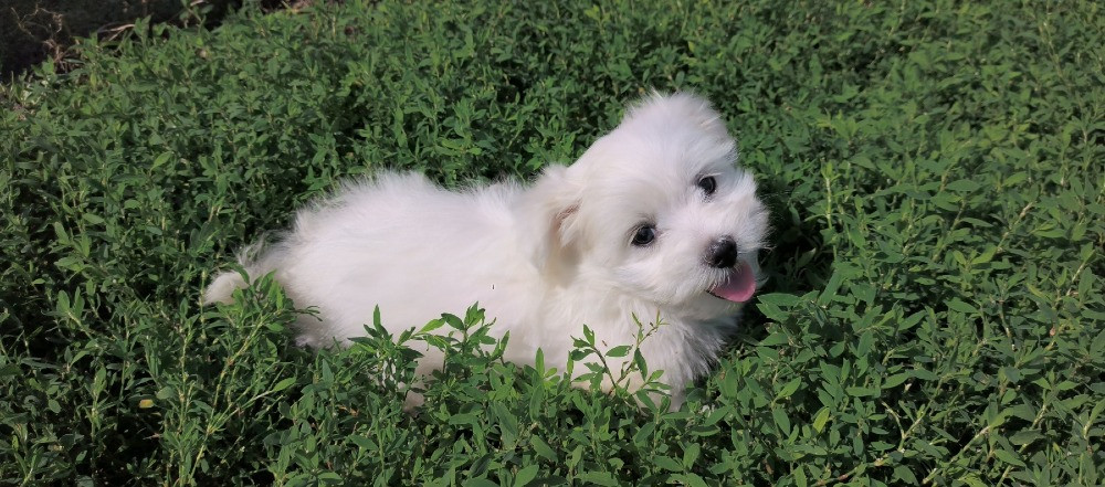 продам мальтійських болонок Ивано-Франковск - изображение 3