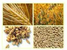 Купуємо зерновідходи. Працюємо з посередниками Днепр