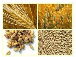 Купуємо зерновідходи. Працюємо з посередниками Днепр - изображение 1