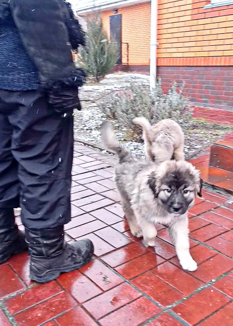 Цуценята кавказька вівчарки розплідник Star Escort великі робочі розумні Черкассы - изображение 6