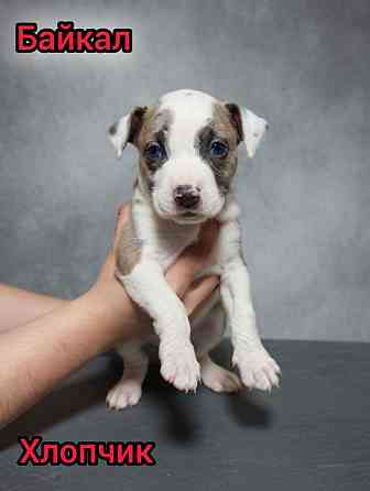 Продаж Цуценят Стафаршидського Терєра White Акційна Ціна !!! Київ