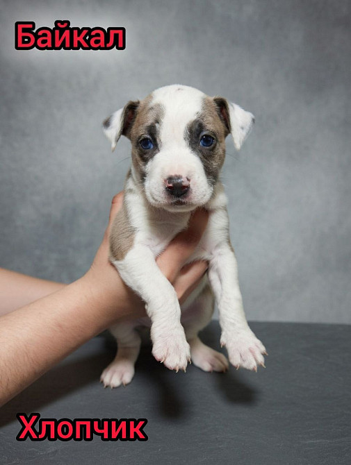 Продаж Цуценят Стафаршидського Терєра White Акційна Ціна !!! Київ - зображення 1