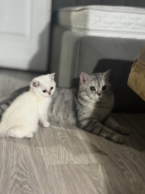 Чистокровная шотландская кошечка Одеса - зображення 1