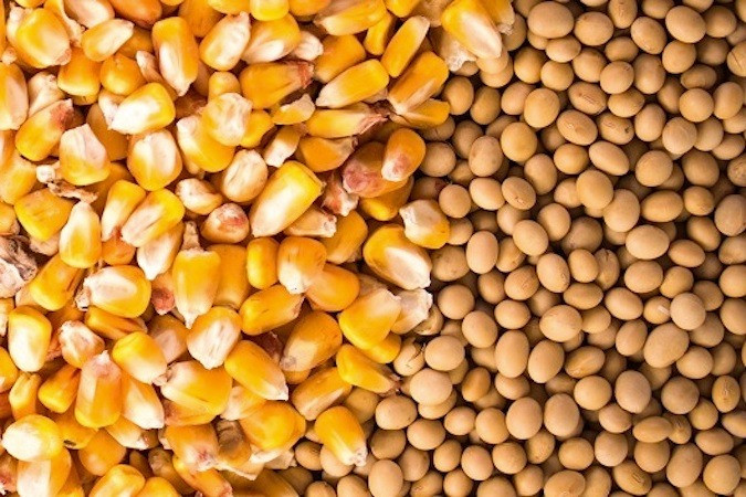 Куплю сою половинки, кукурудзу некондиційну. Самовивіз Кропивницкий - изображение 1