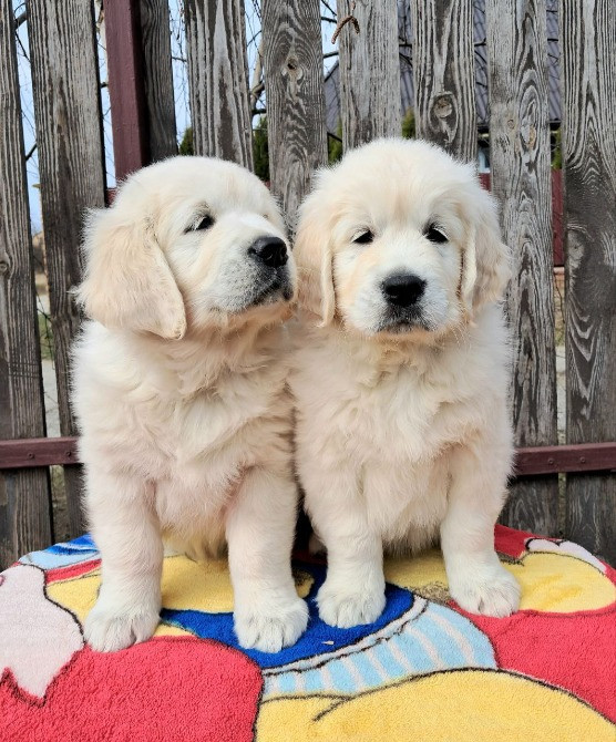 Цуценята золотистого ретрівера Ot Bahur Ивано-Франковск - изображение 1