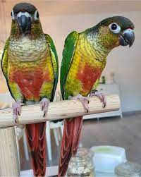 Пиррура желтобрюхий. Птенцы - выкормыши Киев - изображение 2