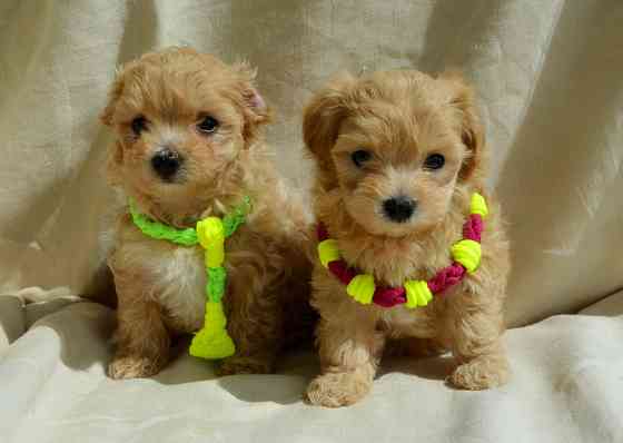 #МальтіпуF1#MaltipooF1#цуценята1,5міс#puppies 1.5 months Ukraine, Kyiv. Worldwide delivery. Достав Київ