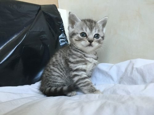 Кошенята шоце воувен Київ - зображення 1