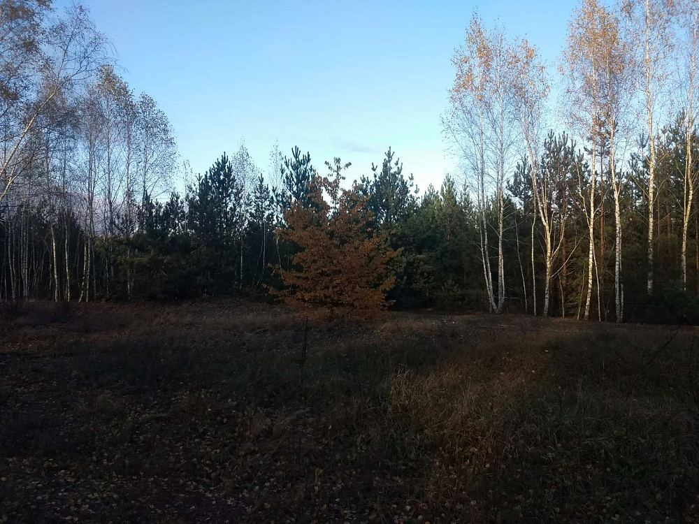 Земельный участок под садоводчество и постройку дома 12 соток в с. Дружня, Бородянского района Бородянка - зображення 12