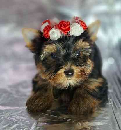 Йорко - малята у пошуку родини Одеса