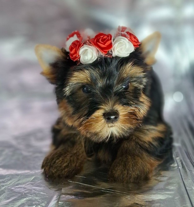 Йорко - малята у пошуку родини Одеса - зображення 1