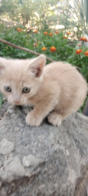 Дуже милі і гарні кошенята шукають господарів Синельниково - изображение 3