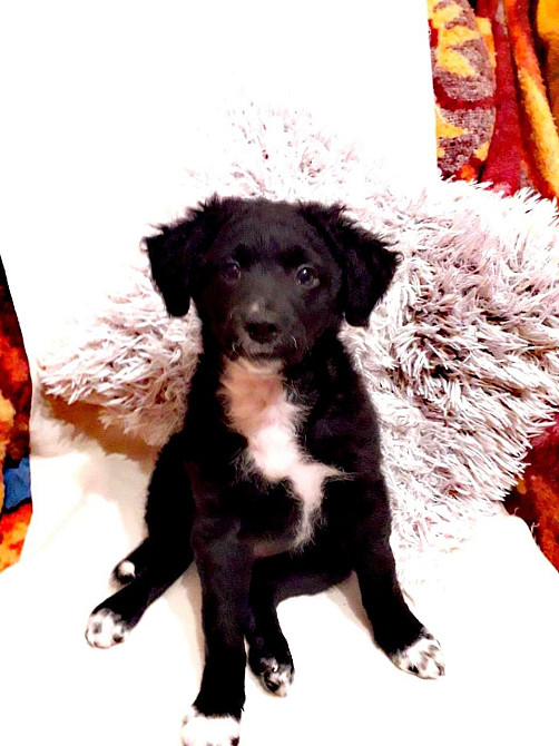 Шукаємо супервідповідальних людей для двох ксоло-дівчат у шерсті Верхнеднепровск - изображение 7