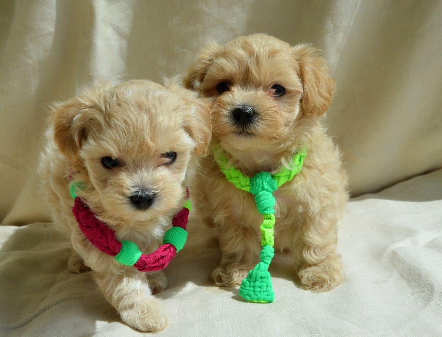 #МальтіпуF1#MaltipooF1#цуценята1,5міс#puppies Киев - изображение 7