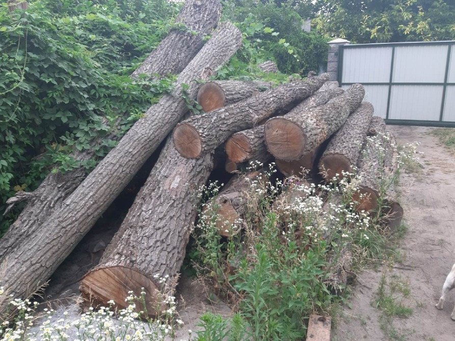 Видалення дерев,кущів,порізка дров,корчування пеньків. Київ - зображення 5