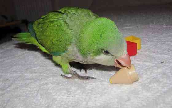 Монахи - ручные выкормыши, окрас зелёный Киев