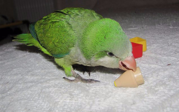 Монахи - ручные выкормыши, окрас зелёный Киев - изображение 3