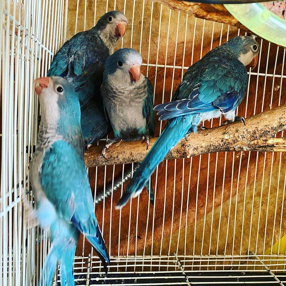 Попугай Монах. Ручные птенцы выкормыши. Монахи Калита или Квакеры Киев - изображение 4