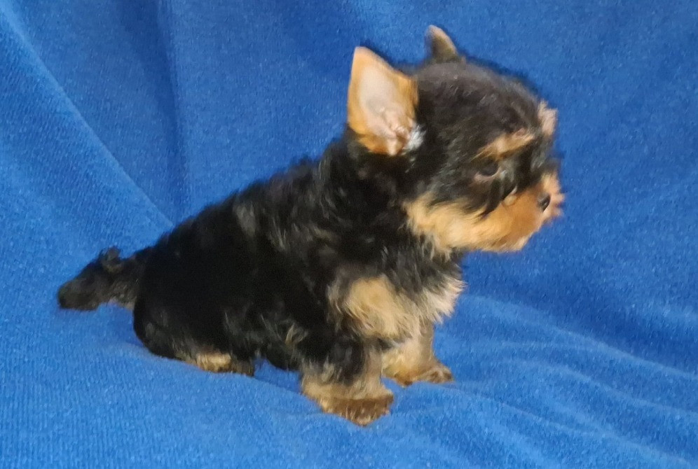 Міні йорік, тендітний хлопчик Одесса - изображение 3