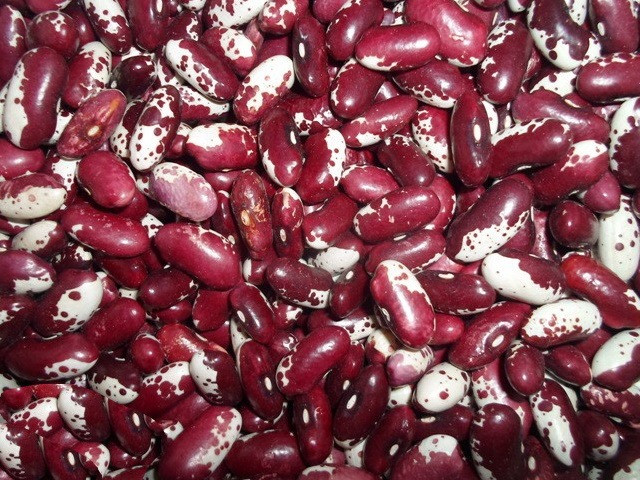 Реалізуємо квасолю сортову (від 5 тонн) Хмельницький - зображення 2