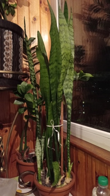 Сансевиерия тещин язык щучий хвост с горшком Киев - изображение 4