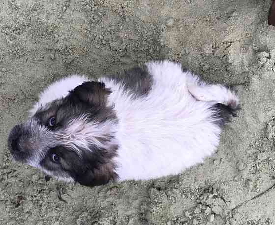 Цуценя Мукачево