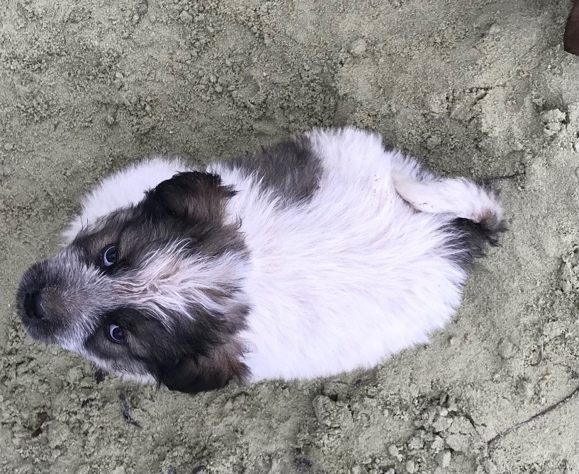 Цуценя Мукачево - изображение 2